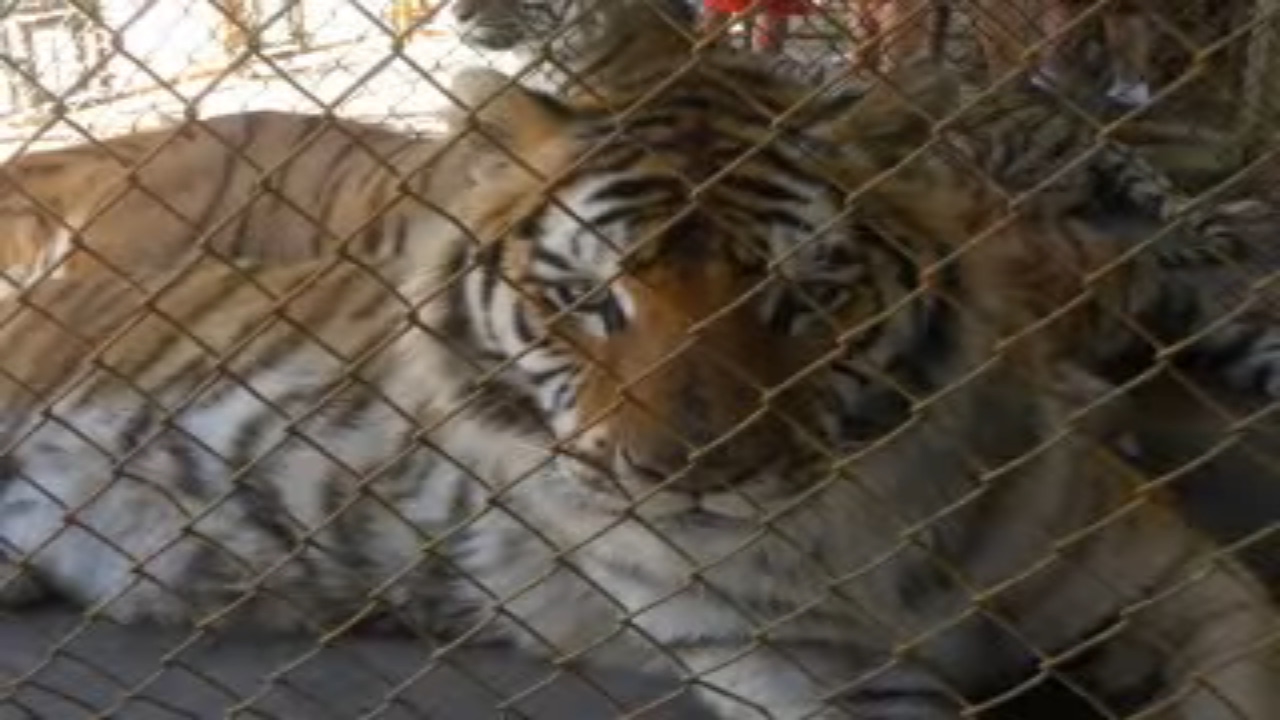 Endangered Animal Rescue Sanctuary