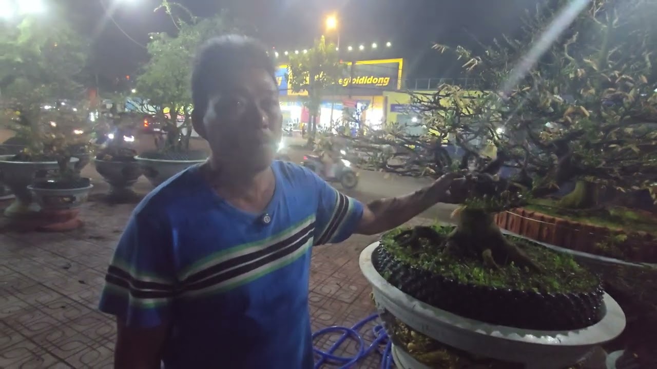 Đi thăm những cây Mai khủng tại Quận 7, Tp. Hồ Chí Minh!