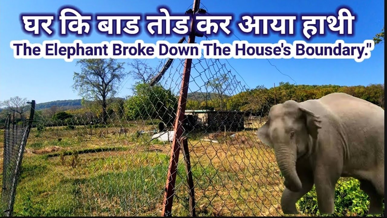 घर कि बाड तोड़कर आया हाथी The Elephant Broke Down The House's Boundary  @Sunderkhal