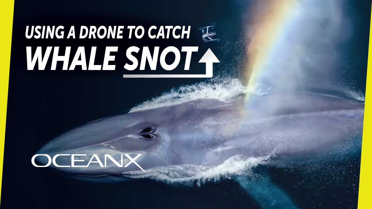 The Smelly Power of Whale Snot