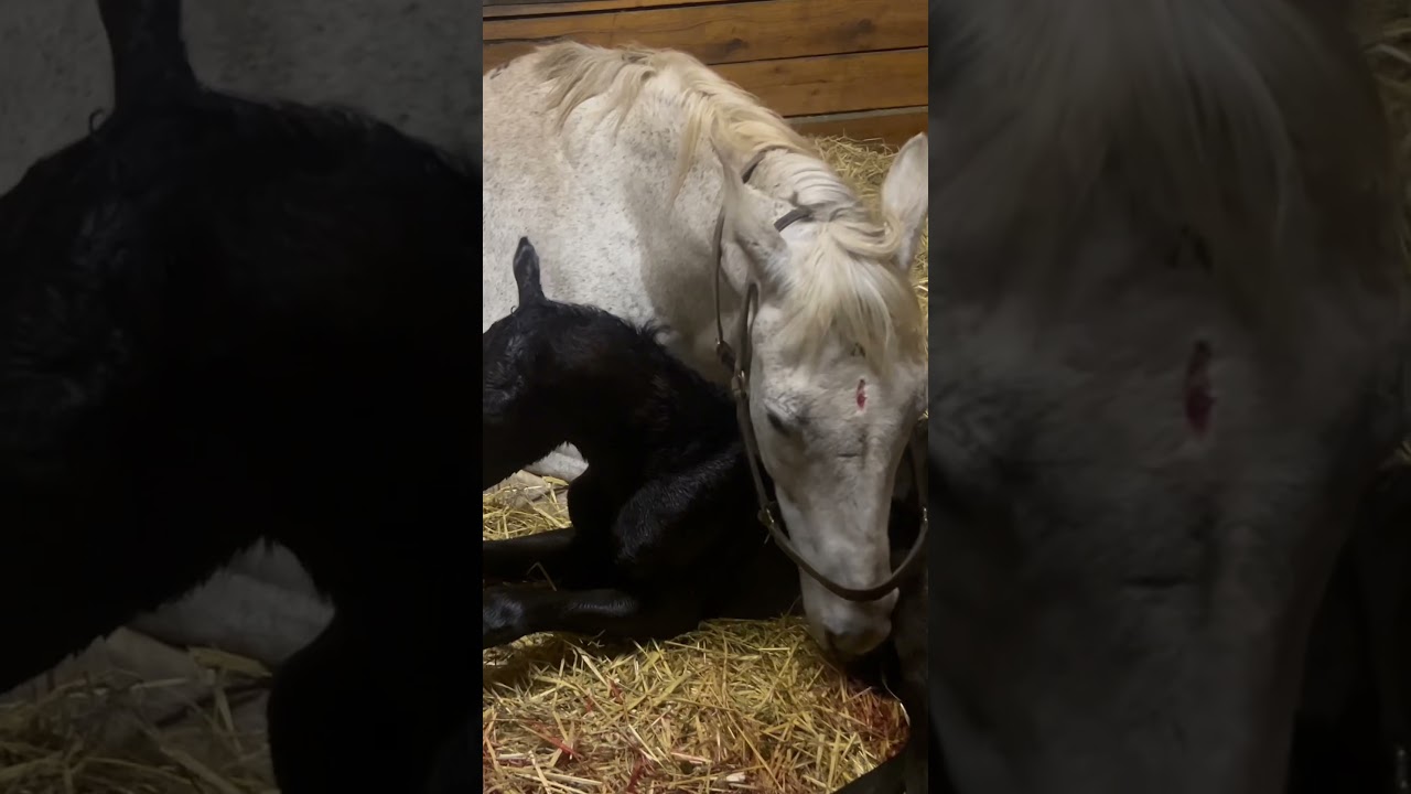 ❤️❤️ #equestrian #thoroughbred #horse #racehorse #horseracing #foal #broodmare #mare #foalingseason