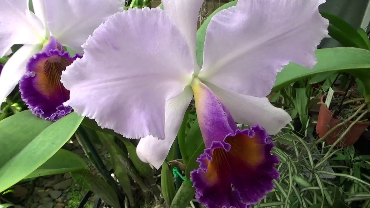 Цветение орхидей C. Labiata, Каттлея Голубой Рай, Lc. Dinard 'Blue Heaven'