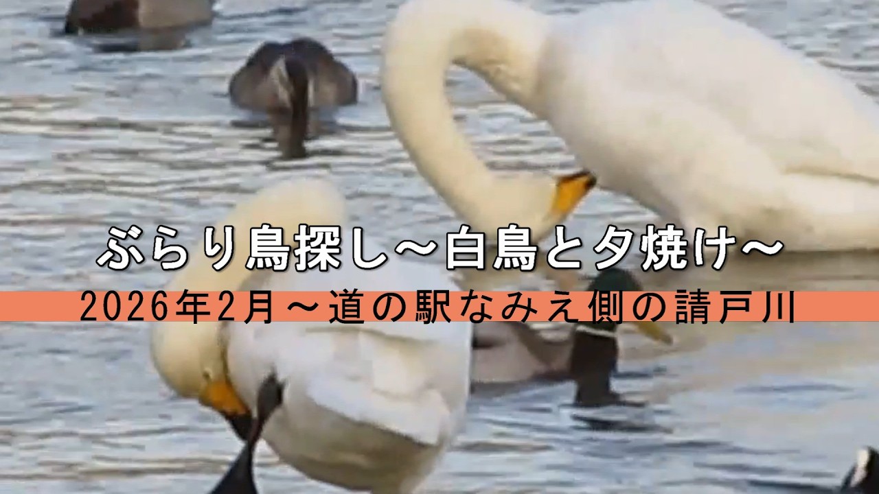 ぶらり鳥探し～白鳥と夕焼け～　2026年2月～道の駅なみえ側の請戸川