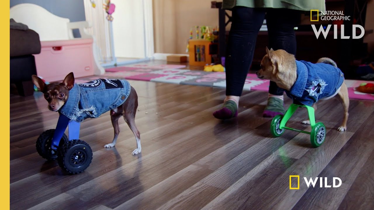 Two Dogs Run for the First Time | Wizard of Paws