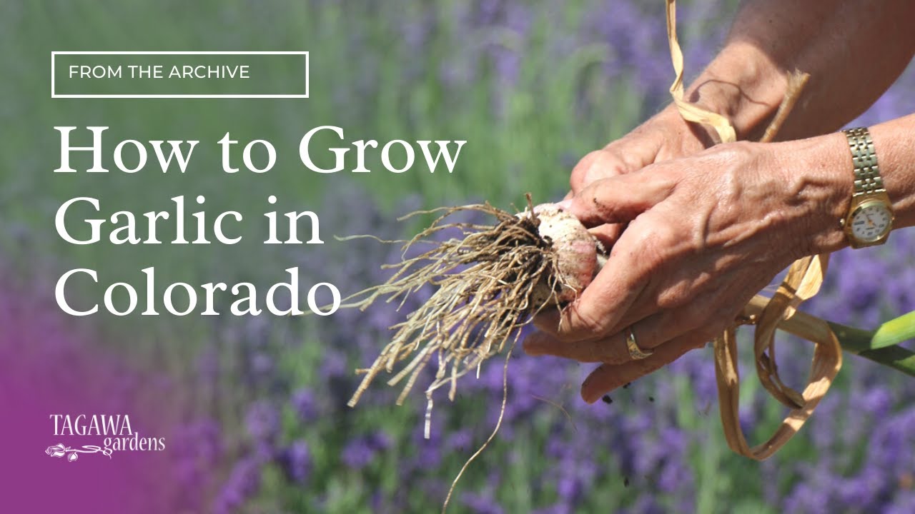 How to Grow Garlic in Colorado