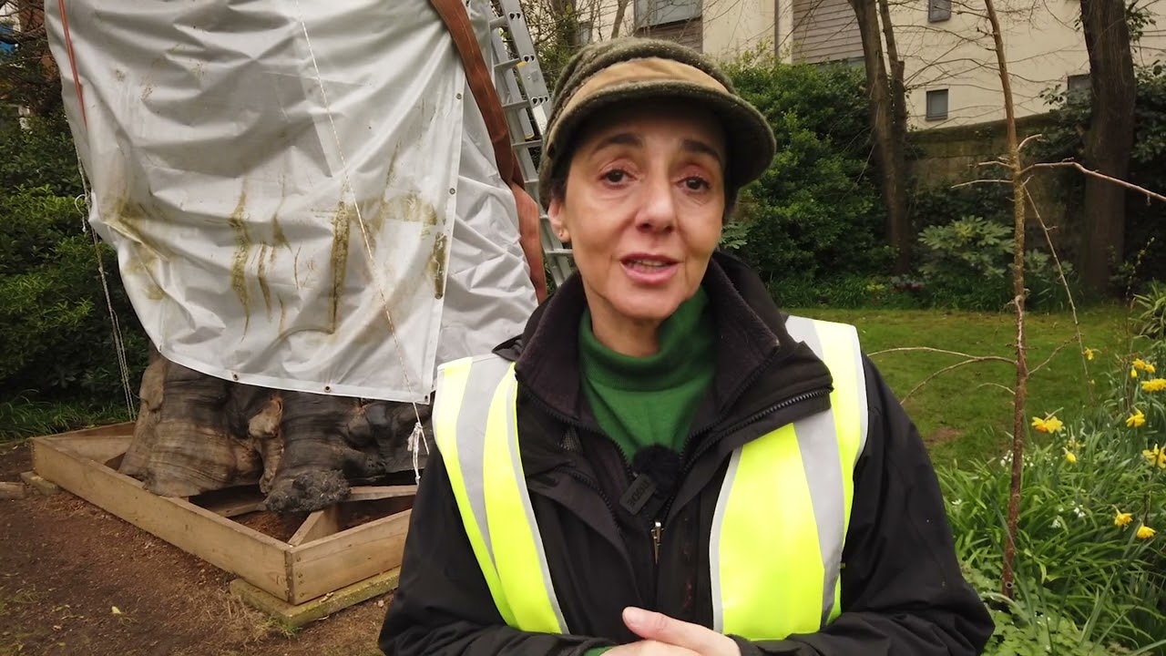 The Biggest and Oldest Elm Tree in Europe is Moving!
