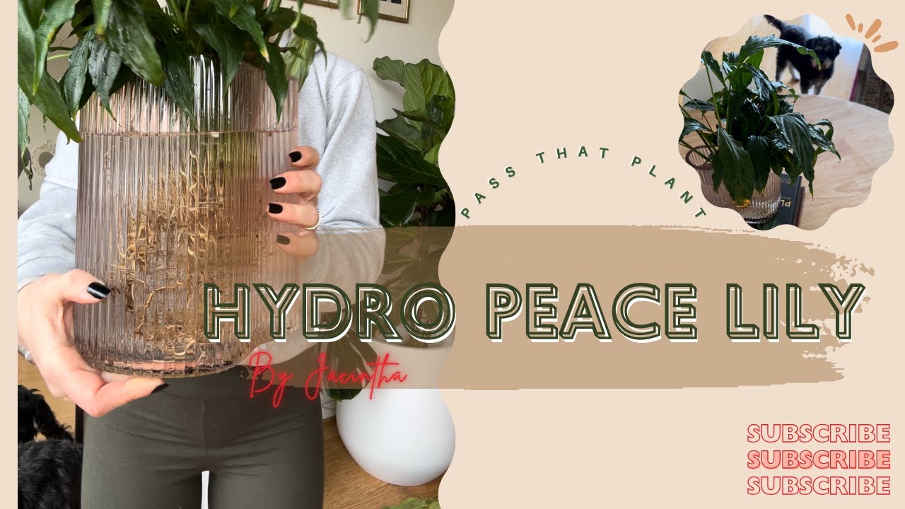 Let&rsquo;s make a hydro plant with this sad peace lily!