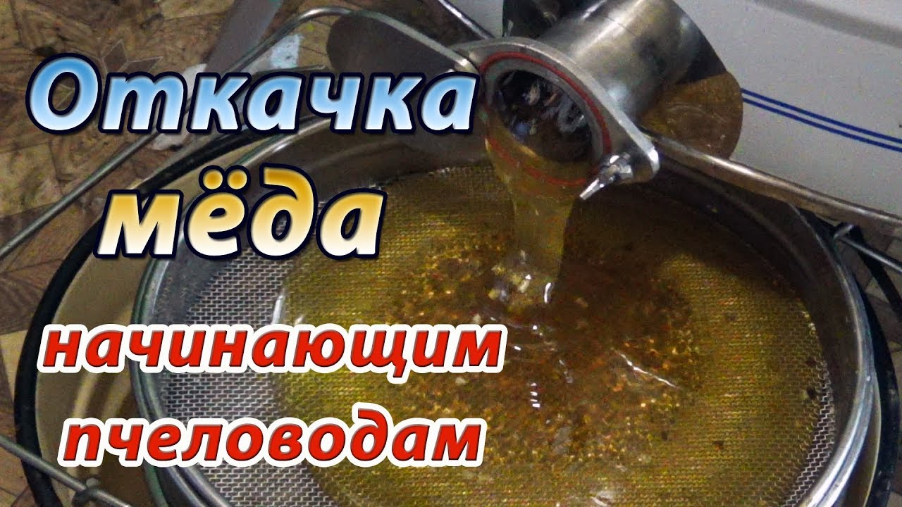 Откачка мёда на моей пасеке. Время и сроки откачки мёда. Начинающим пчеловодам.