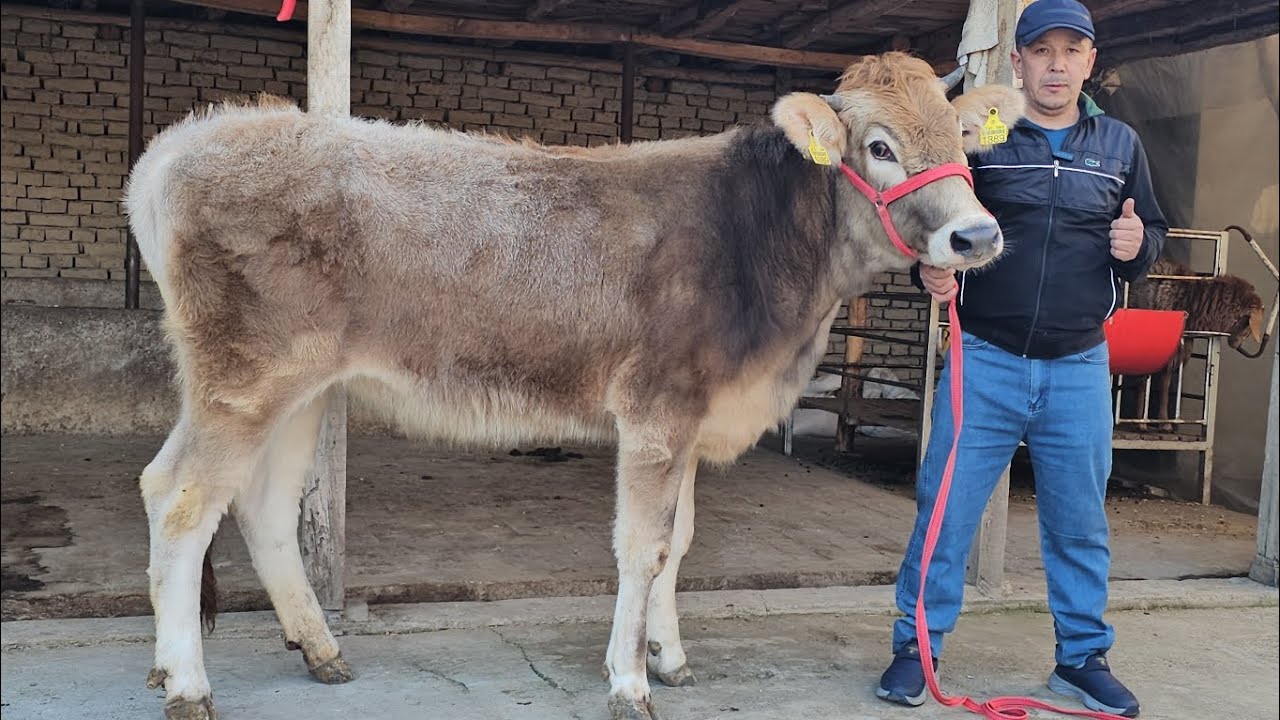 ARZONCHI LUTFULLO AKADA🔥 SHVEST SMENTAL BO‘G‘OZLAR ZO‘RLARI KELDI SHOSHILAMIZ🔥