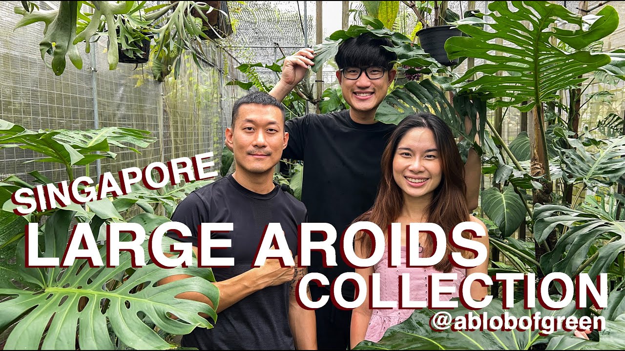 HUGE Aroids In A Tiny Singapore Garden | Tips On How To Grow Them FAST @ablobofgreen
