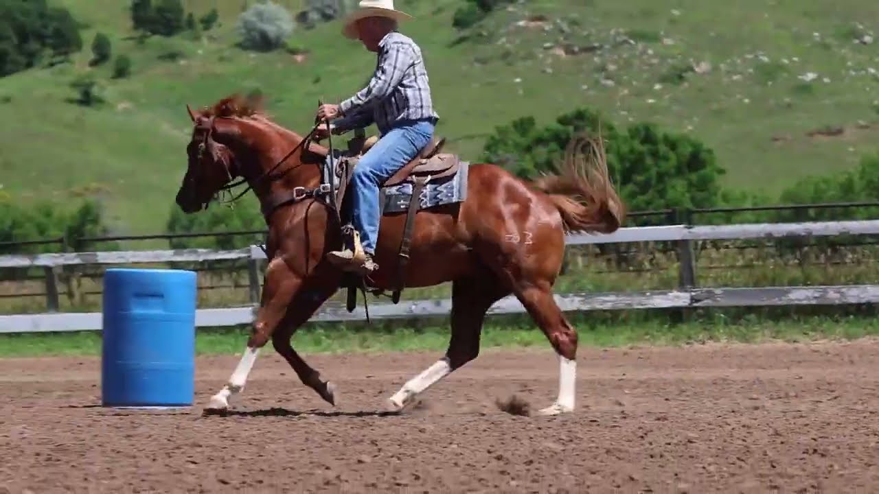 IM DOUBLE SPECIAL | 2023 Gelding | Ima Special Kindaguy x Bugs Special Cash (Special Leader SI 103)