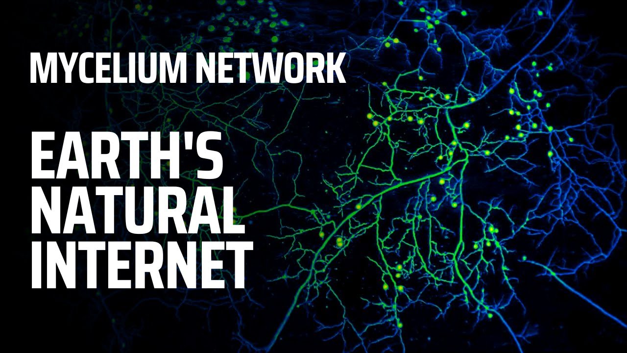 Mycelium Network &mdash; естественный грибной интернет Земли