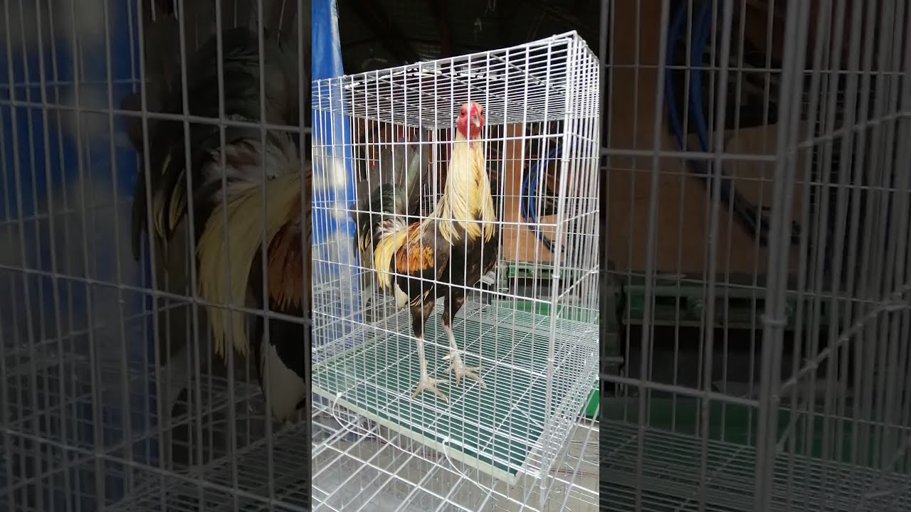 cock cages galvanized