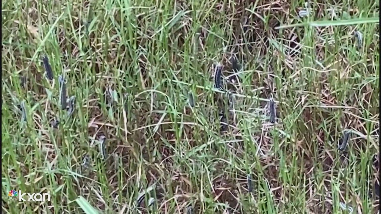 Armyworm infestations ruining yards all over Leander