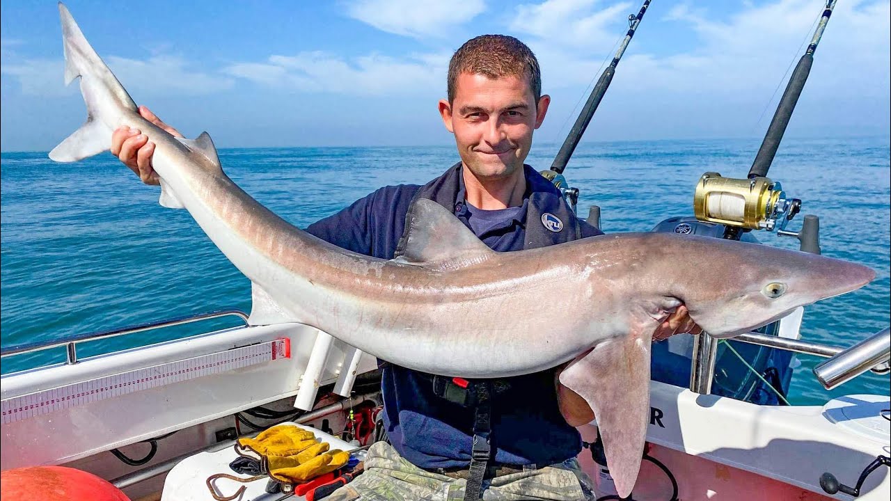 Shark Fishing in the English Channel - FishLocker Sea Fishing UK Tope | The FishLocker
