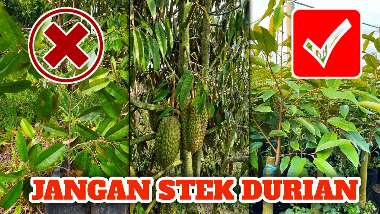 JANGAN STEK DURIAN !!! Menguak Mitos Stek Durian yang di Pertontonkan
