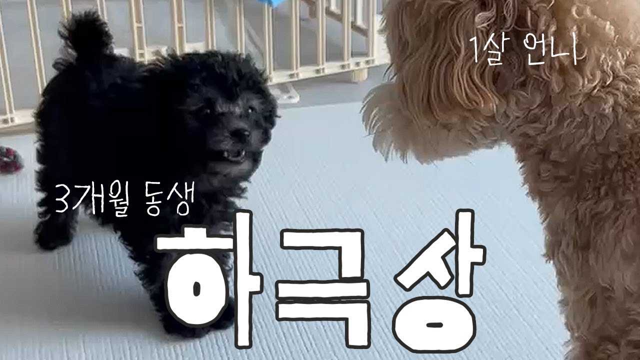 다견가정 서열 역전?! 3개월 강아지의 하극상 🐾 | 땅콩가루 자매 브이로그