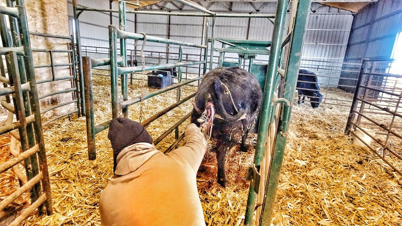 Trouble in the Barn- Pulling Calf