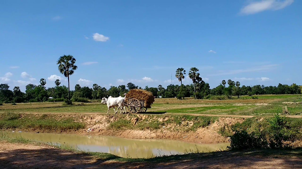 Traditional carrring rice by ox cart in Cambodia