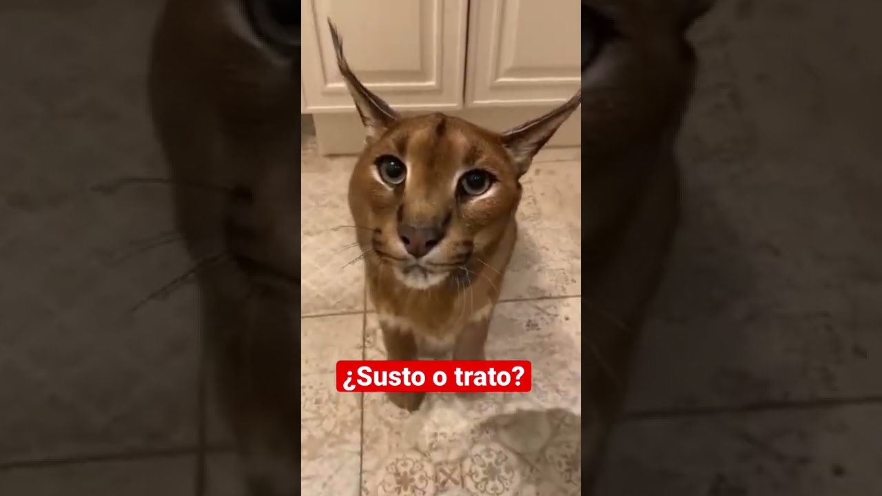 &iquest;Susto o trato? #amorincondicional #mascotas #animales #lince #alvarodelinares #appuvi24
