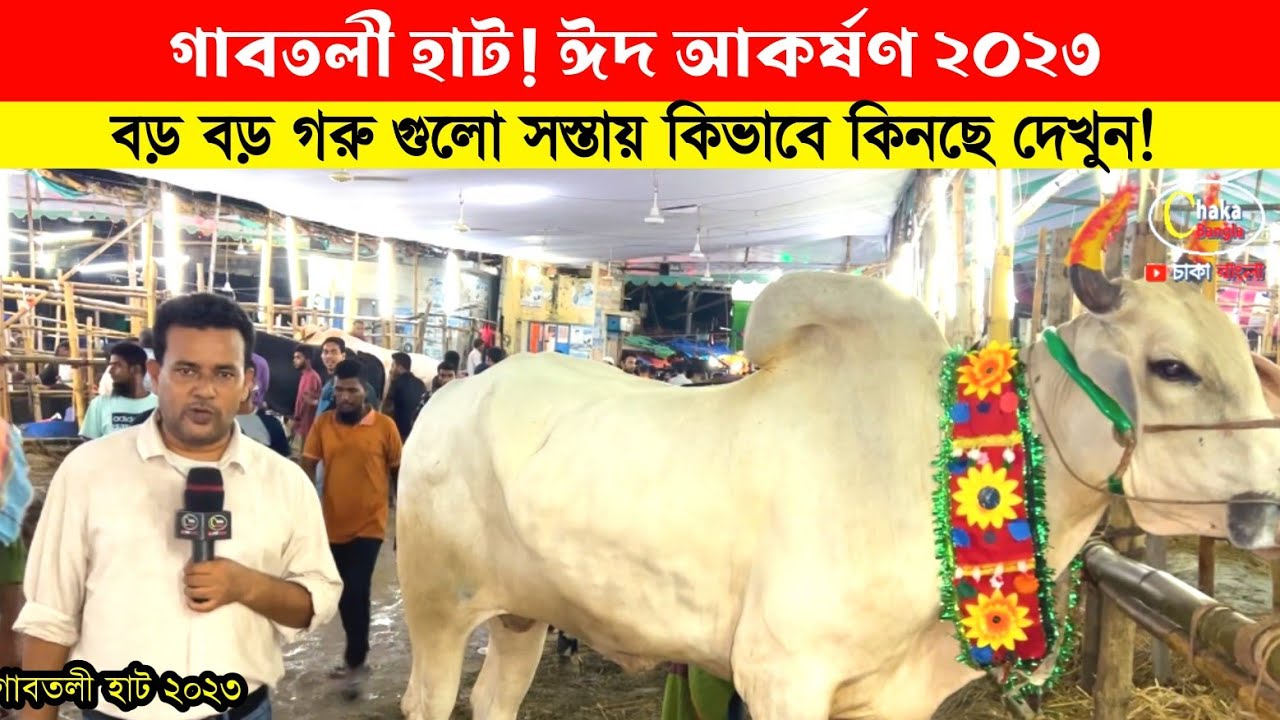 সস্তায় বড় গরু! গাবতলী গরুর হাট 2023