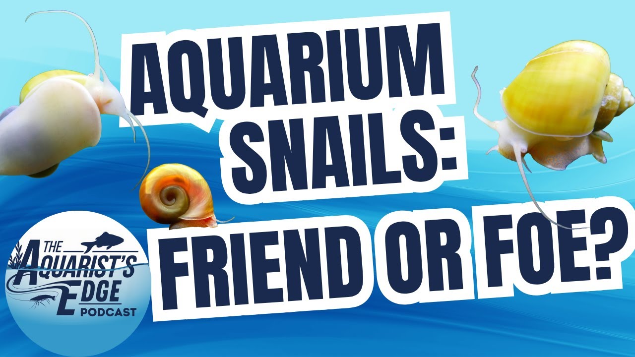 Snails in Freshwater Aquariums - Friend or Foe?