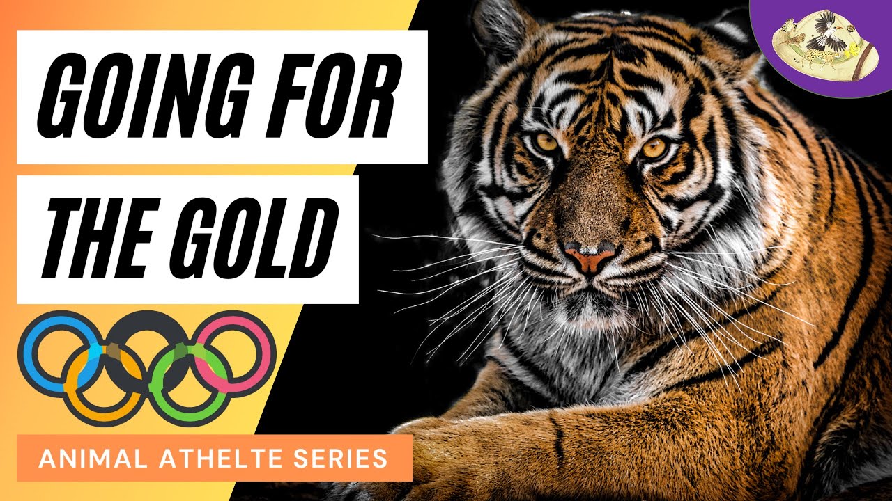 What Olympic Events Would Tigers Win? Animal Athletes | International Tiger Day 2021