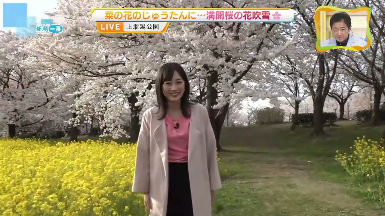 【空からスケッチ】新潟市の上堰潟公園で桜が満開　菜の花のじゅうたんも