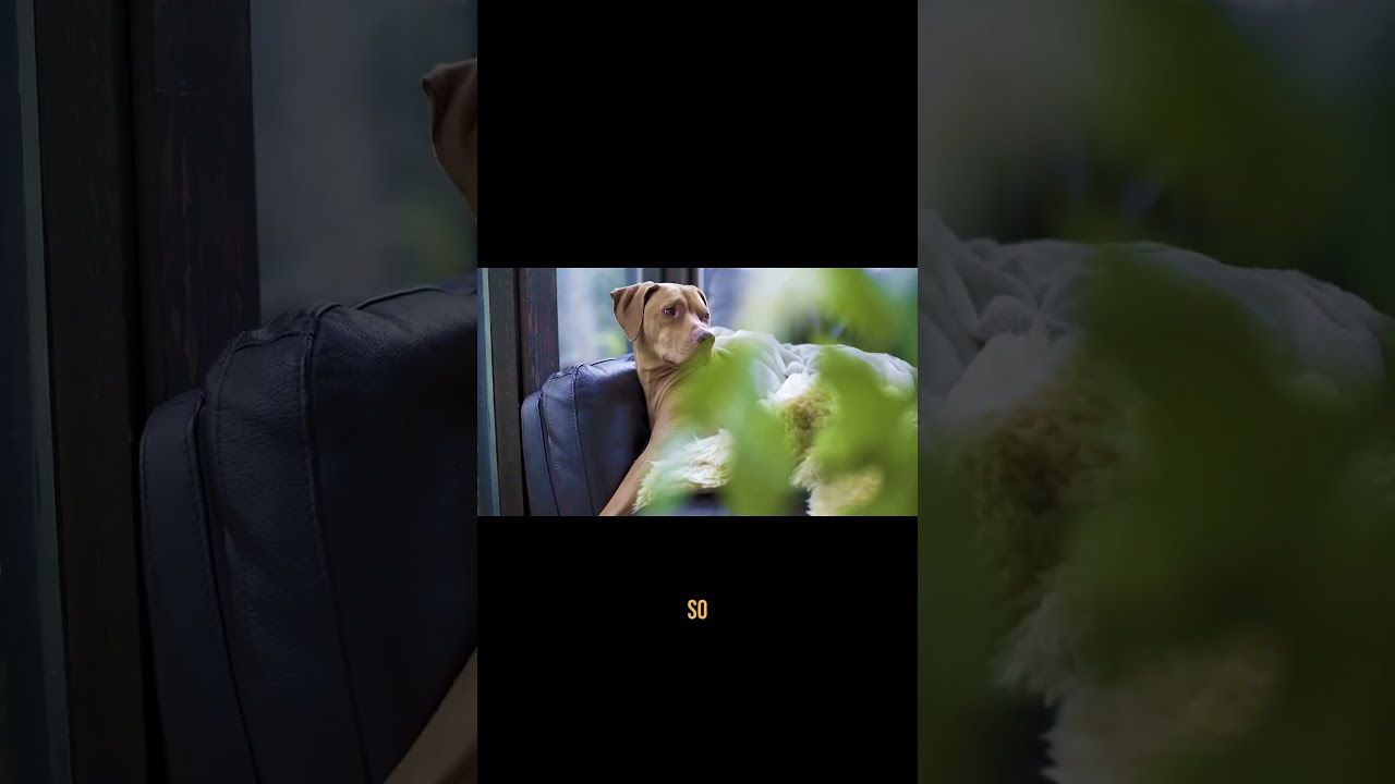 The Struggle of Sleeping with Dogs in Your Bed! 🐾😂 