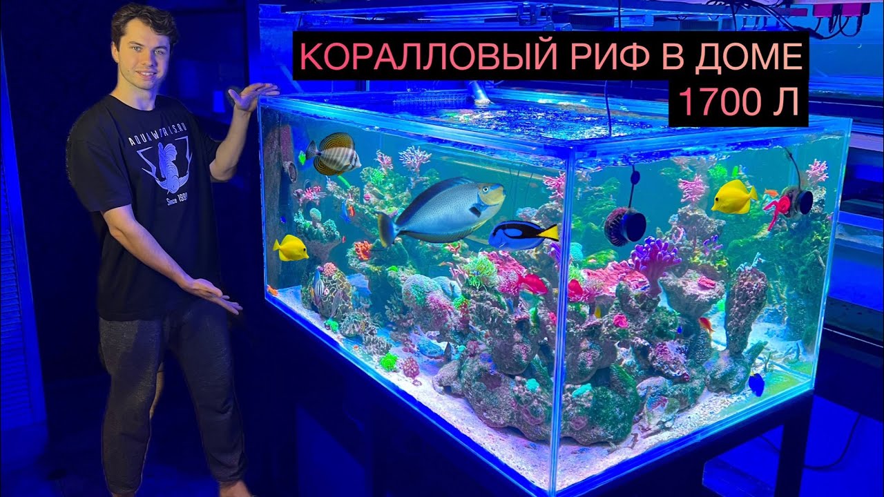 ОБЗОР РЫБЫ В РИФОВОМ АКВАРИУМЕ