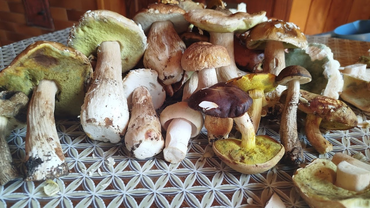 Живу в лісі разом з грибами 🍄‍🟫 Мій секрет вирощування лісових грибочків.