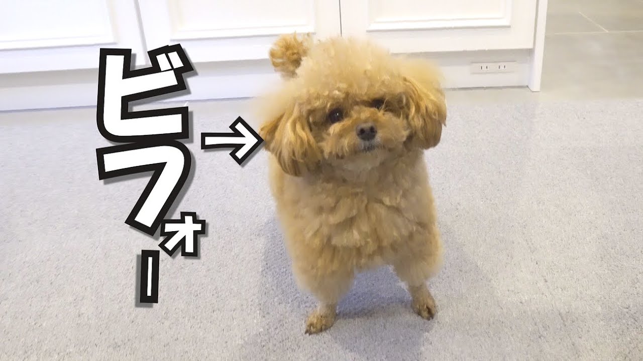 犬がカットして可愛くなったのにパパが文句を言います