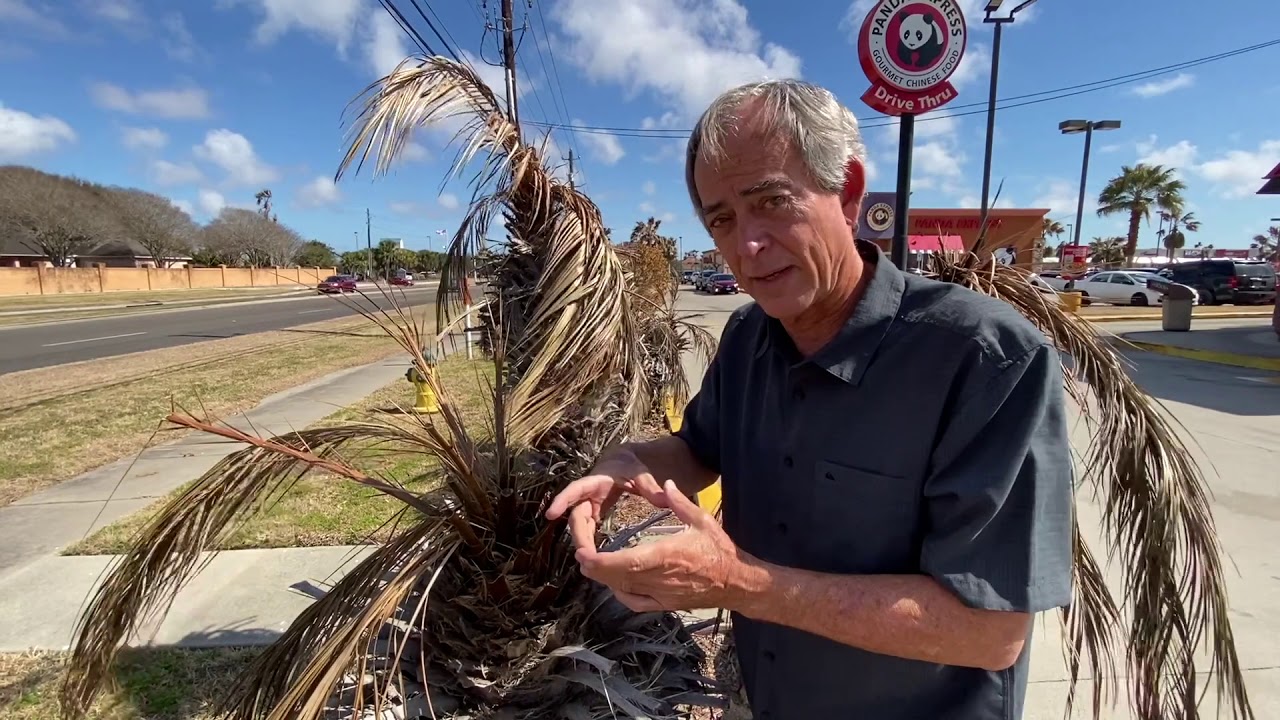 Freeze Remedy: Palm Trees