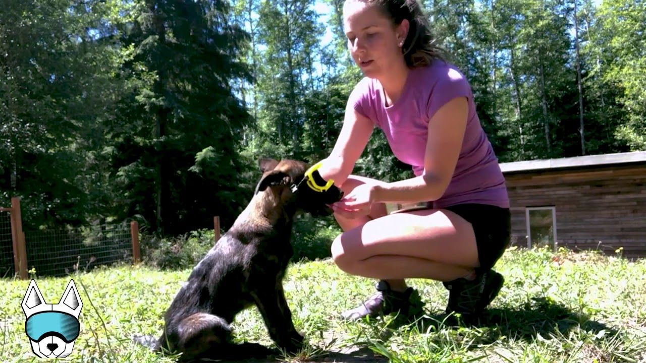 Rex Specs Training with West Coast Heeler Pack