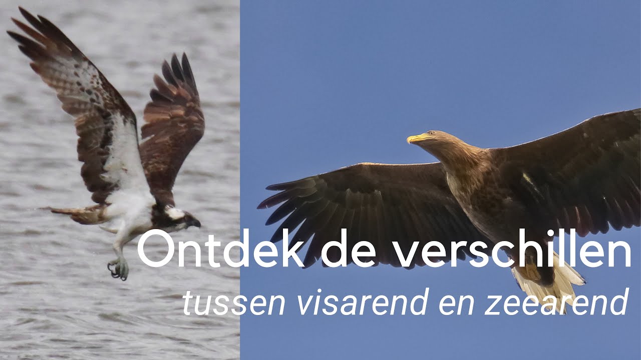 Ontdek het verschil tussen de zeearend en de visarend #1227