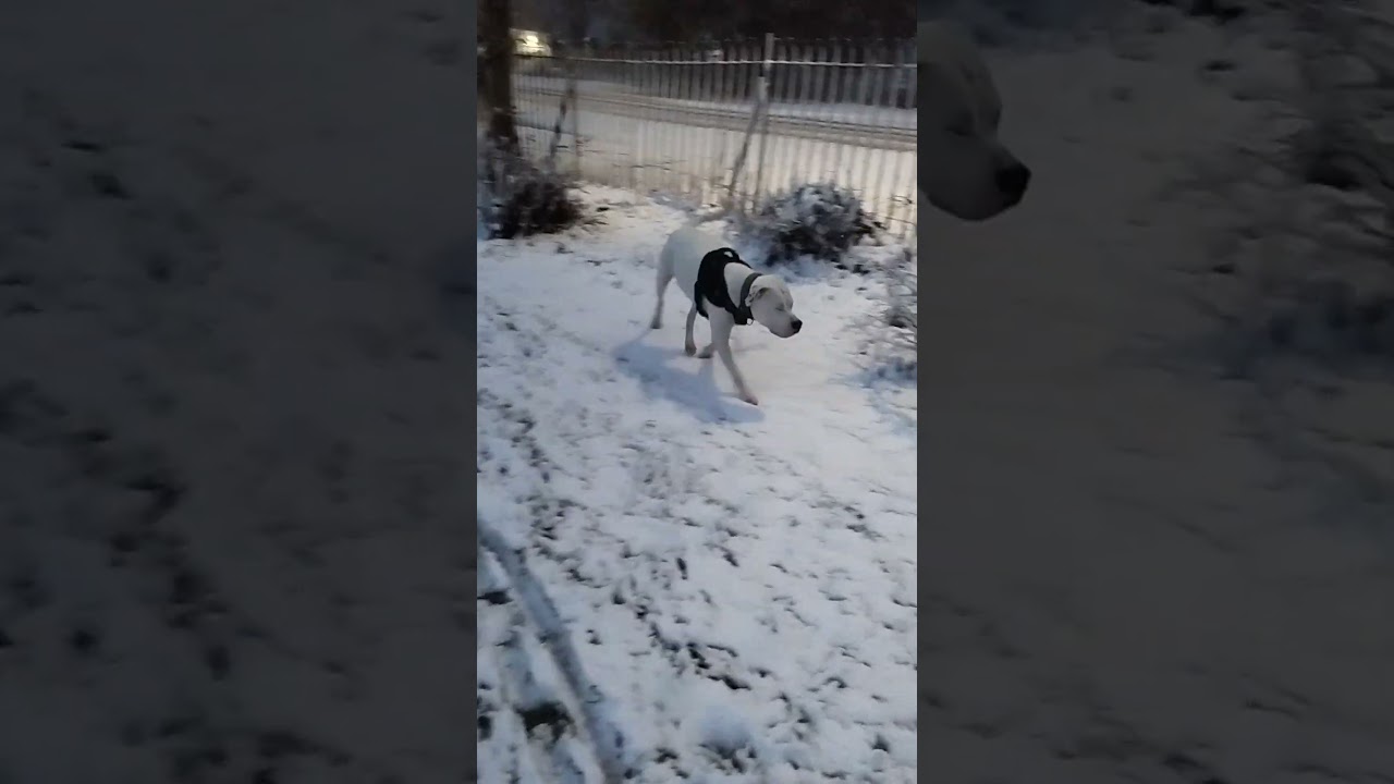 snow fun before the gov restricted max life with an XL bully label and exemption BS