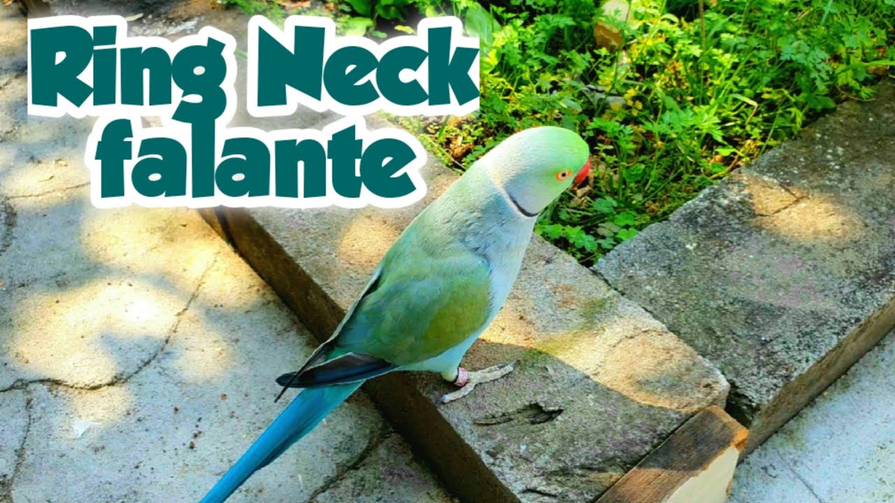 RING NECK FALANTE - J&Aacute; VIU UM RING NECK FALANDO?