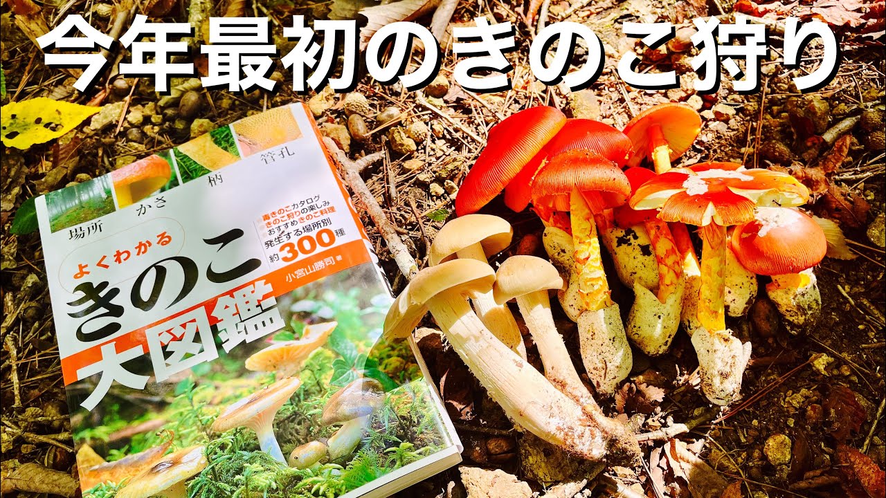 【大量】今年最初のきのこ狩りに行ってきました！