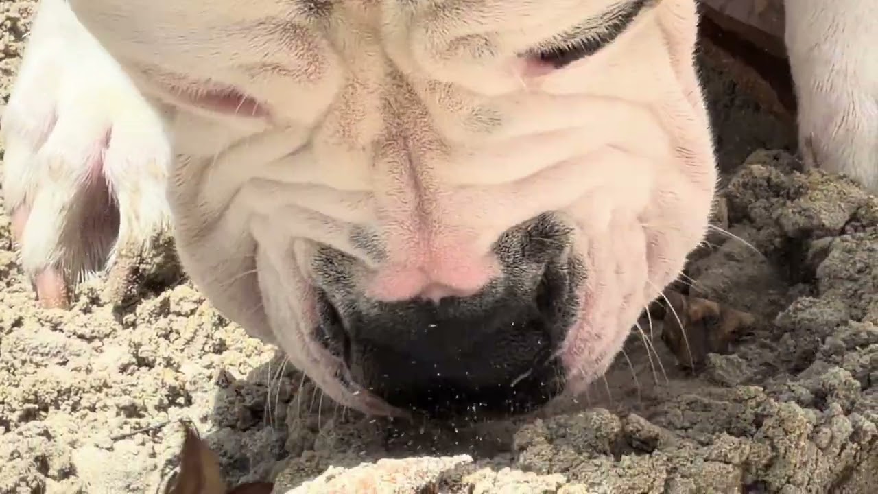 BONNIE EATING ICE #americanbully #doggielife #bulldog #cutedog #dogbreed #puppy #doglife #dogtype