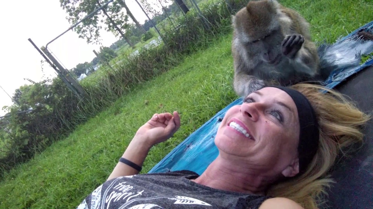 Macaque Slap's