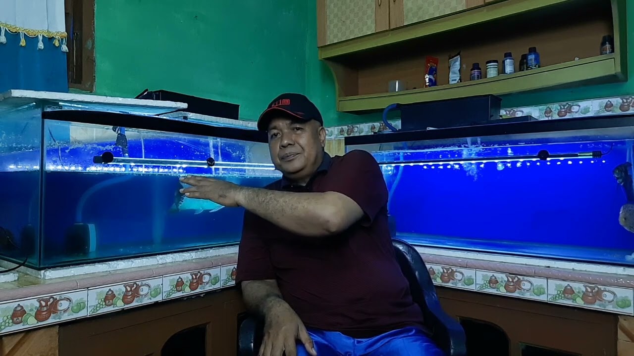 Cara Air Hijau Dijernihkan Secara Alami Tanpa Lampu UV