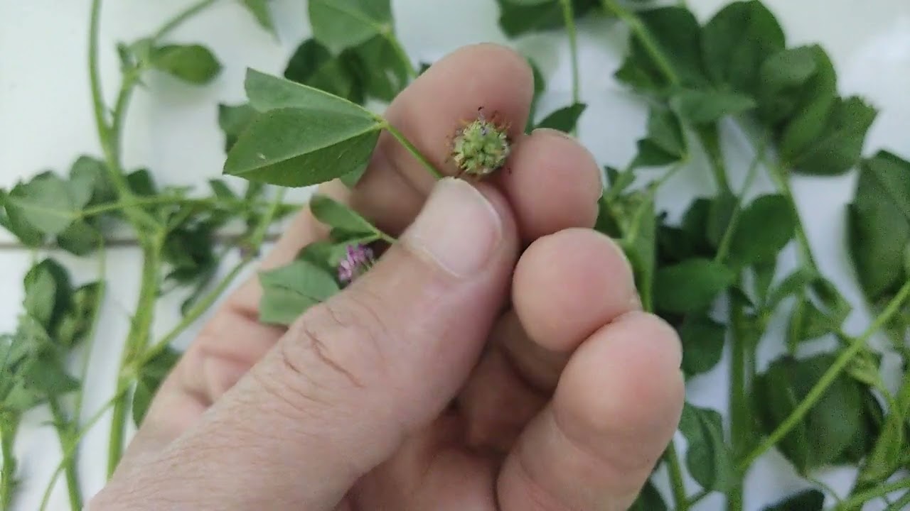 البرسيم الاحمر ذات الازهار الجميلة عشبة أمنه للنساء لها فوائد عديدة يمكن عمل شاى البرسيم الاحمر.