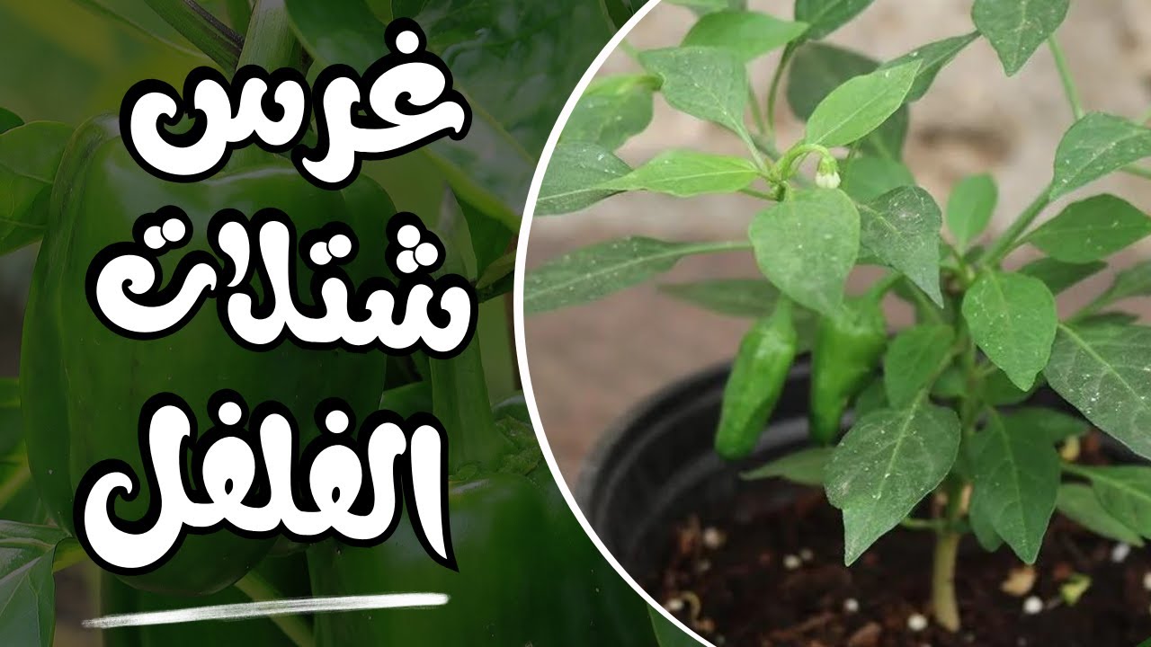 الطريقة الصحيحة لنقل شتلات الفلفل الأخضر إلي الأصص 🍃 أهم الأخطاء اللي لازم تتجنبوها عند نقل الشتلات