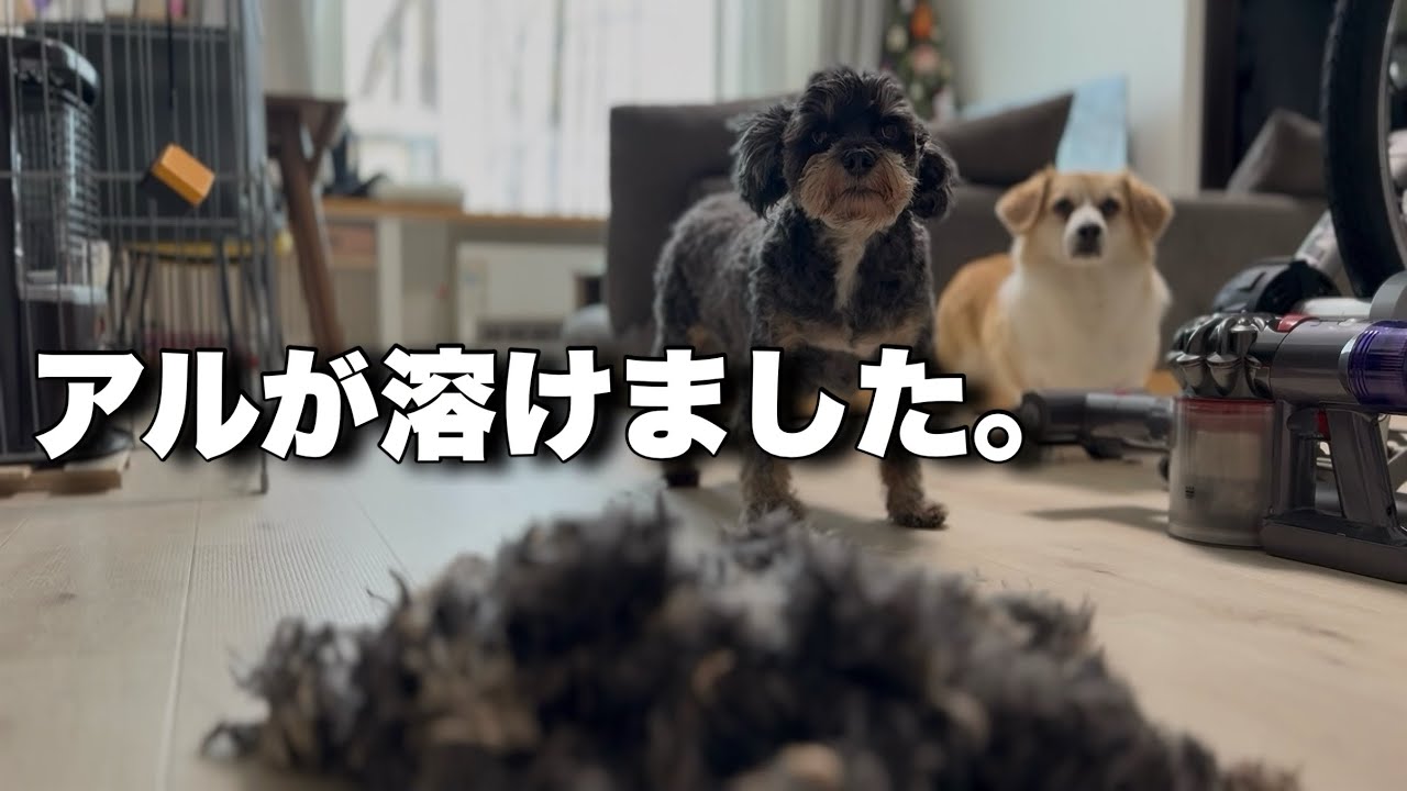 【2025年もお世話になりました】絶対トリミング技術が向上している。