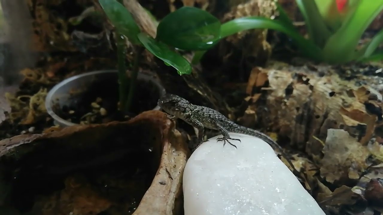 Malachit Stachelleguan Jungtiere