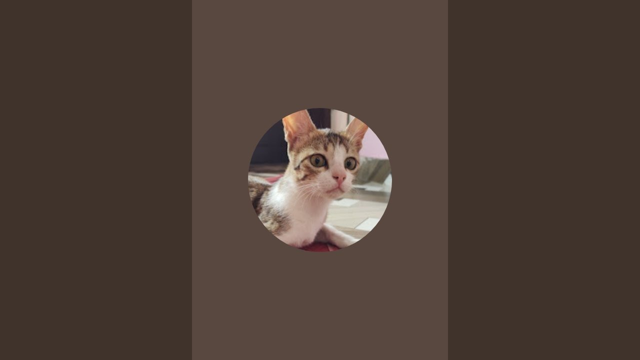 Meow and more  is live!