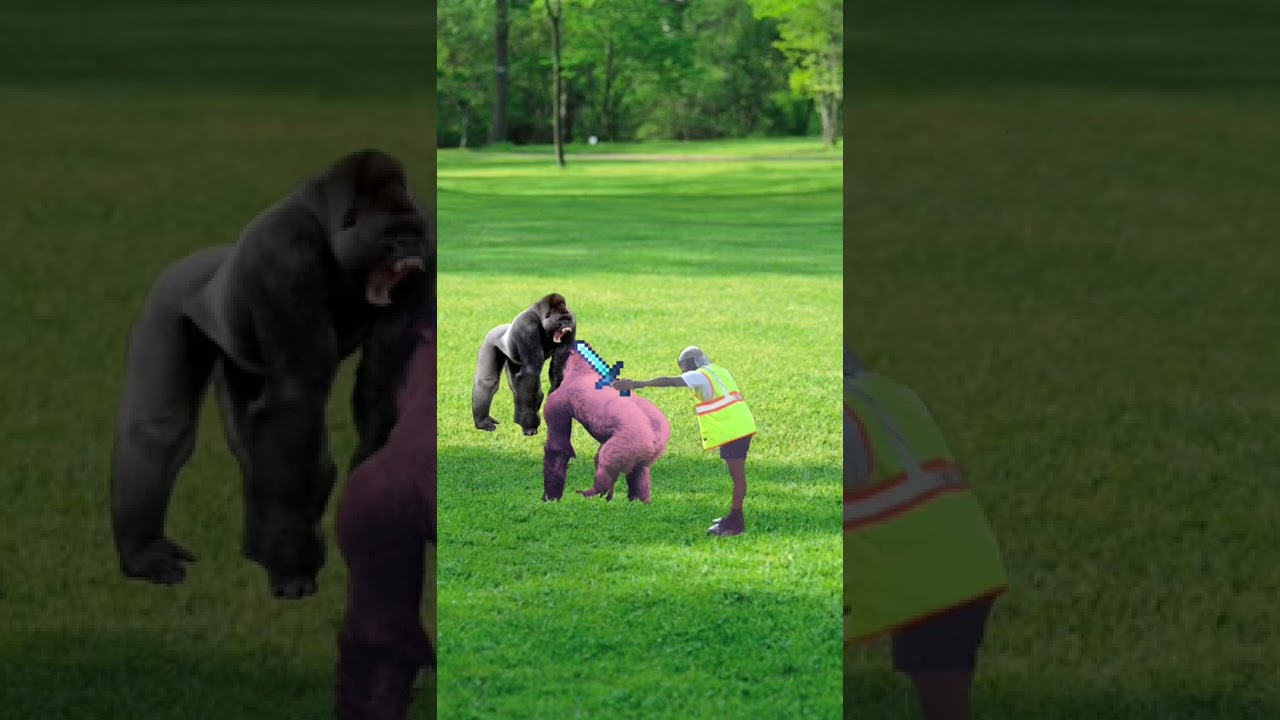 A Gorilla Fight at the Zoo can’t be broken up unless…!