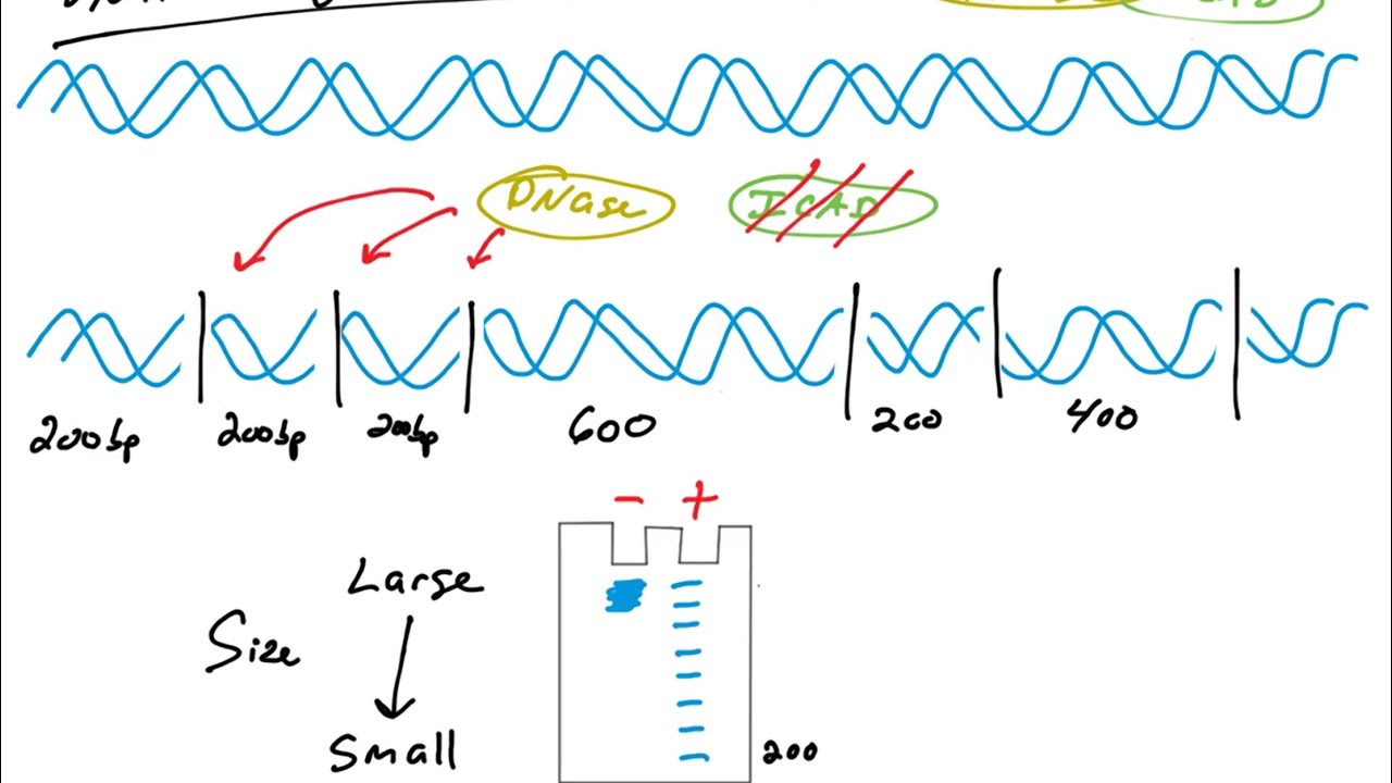 Apoptosis assays: DNA fragmentation, TUNEL, DAPI