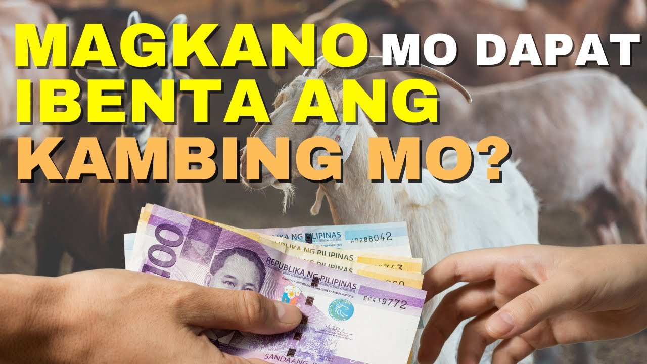 MAGKANO MO DAPAT IBENTA ANG KAMBING MO?
