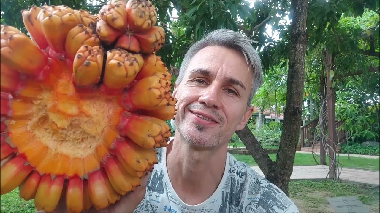 Пандан кровельный. Pandanus tectorius.
